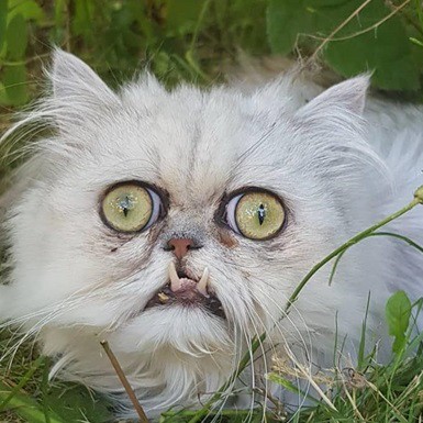 Фото «самого страшного» кота стали вирусными - Радио DFM | Москва 101.2